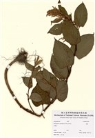 藏品(虎杖)的圖片